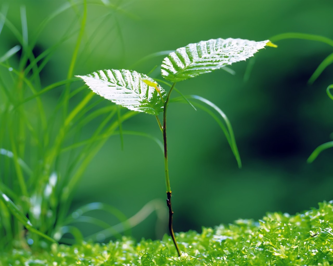 Sprout leaves HD Wallpaper (2) #17 - 1280x1024