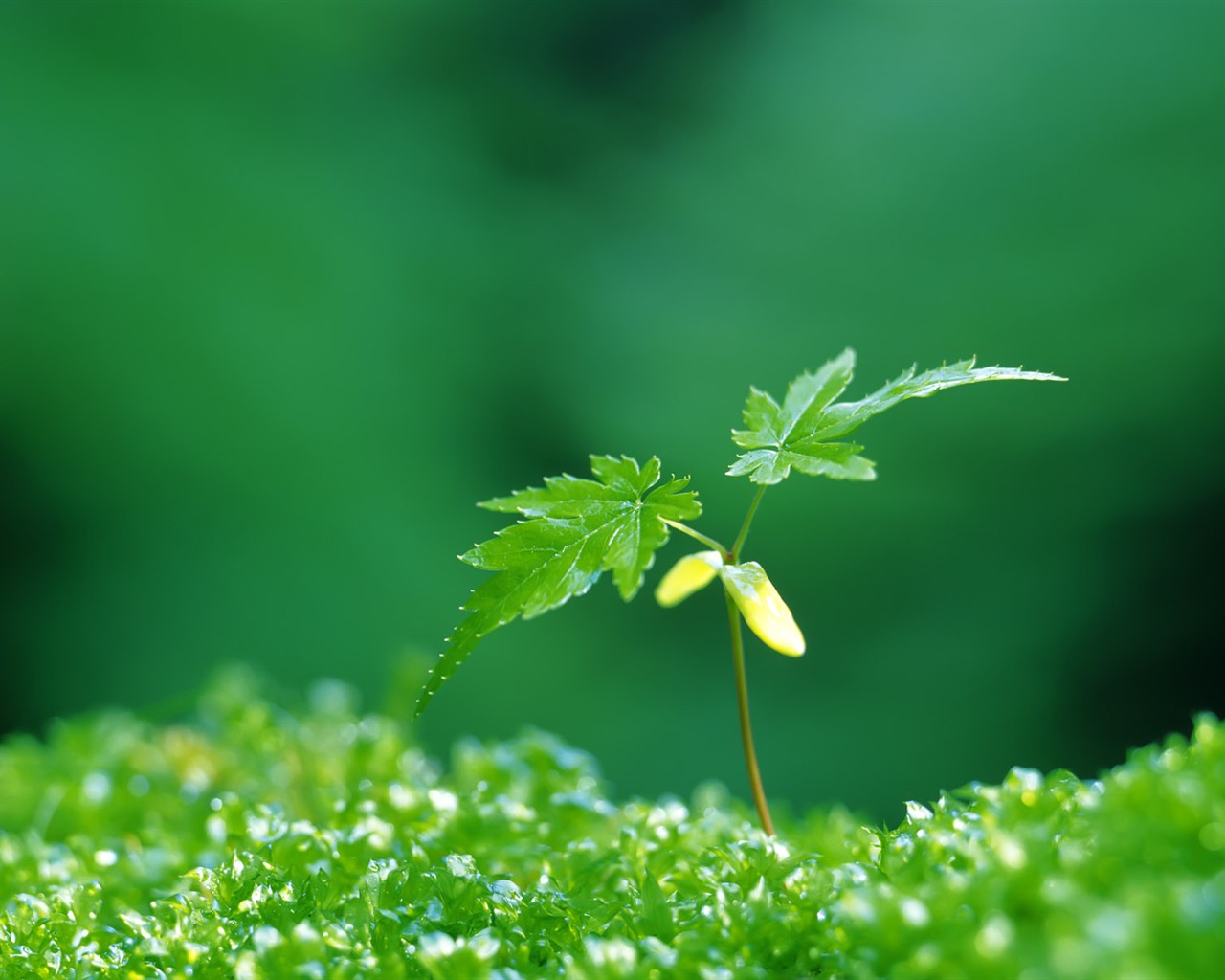 Sprout leaves HD Wallpaper (2) #31 - 1280x1024