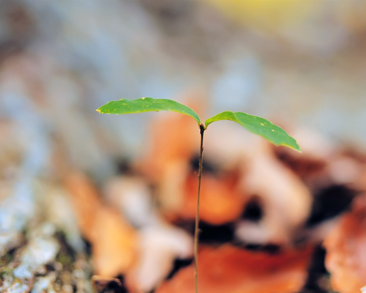 Sprout leaves HD Wallpaper (2) #34 - 1280x1024