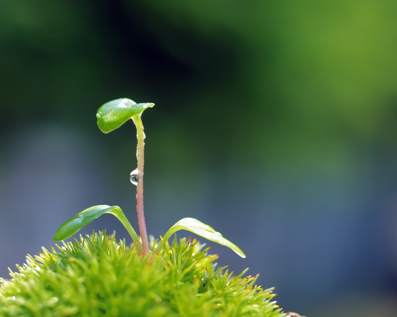 Sprout leaves HD Wallpaper (2) #37 - 1280x1024