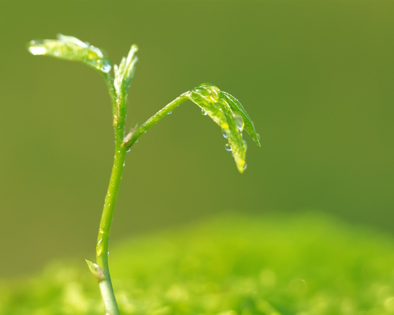 Sprout leaves HD Wallpaper (2) #38 - 1280x1024