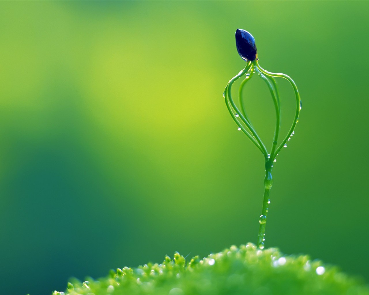 Sprout leaves HD Wallpaper (2) #39 - 1280x1024