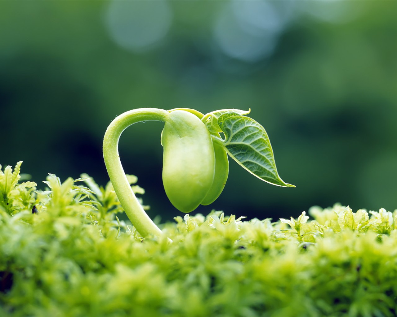 Sprout leaves HD Wallpaper (2) #40 - 1280x1024