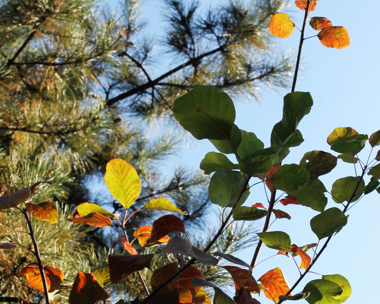 Beijing Tour - Fragrant Hills Park (ggc works) #13 - 1280x1024