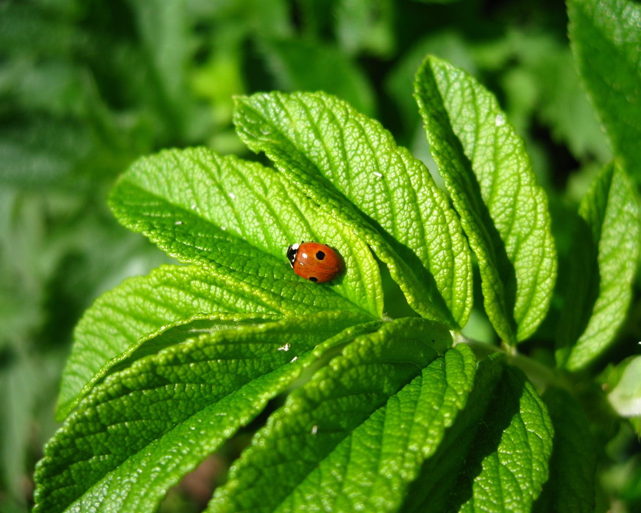 Fresh green wallpaper #1 - 1280x1024