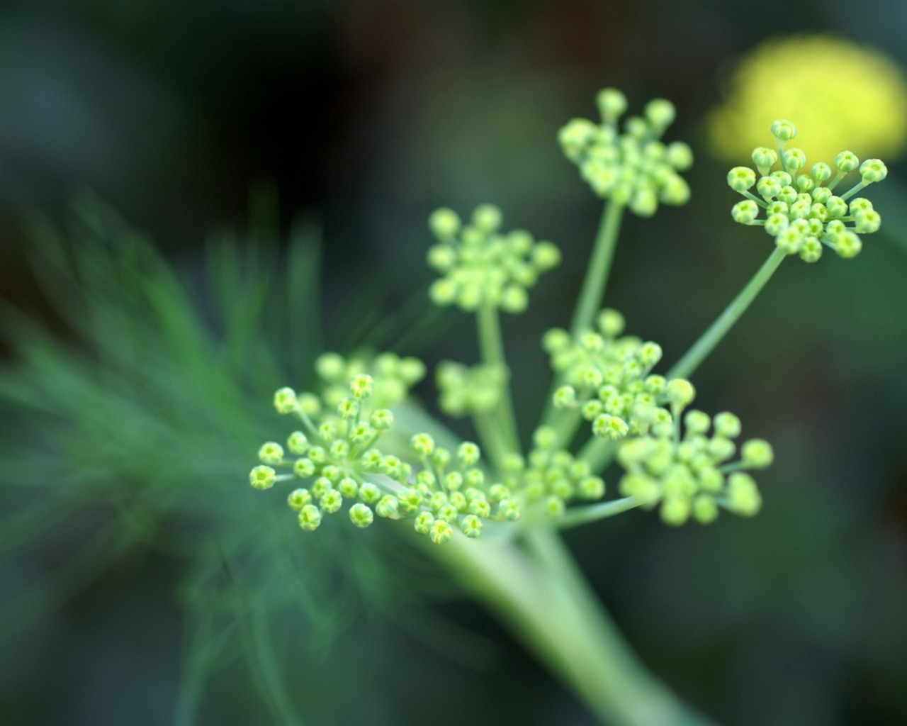 Fresh green wallpaper #3 - 1280x1024