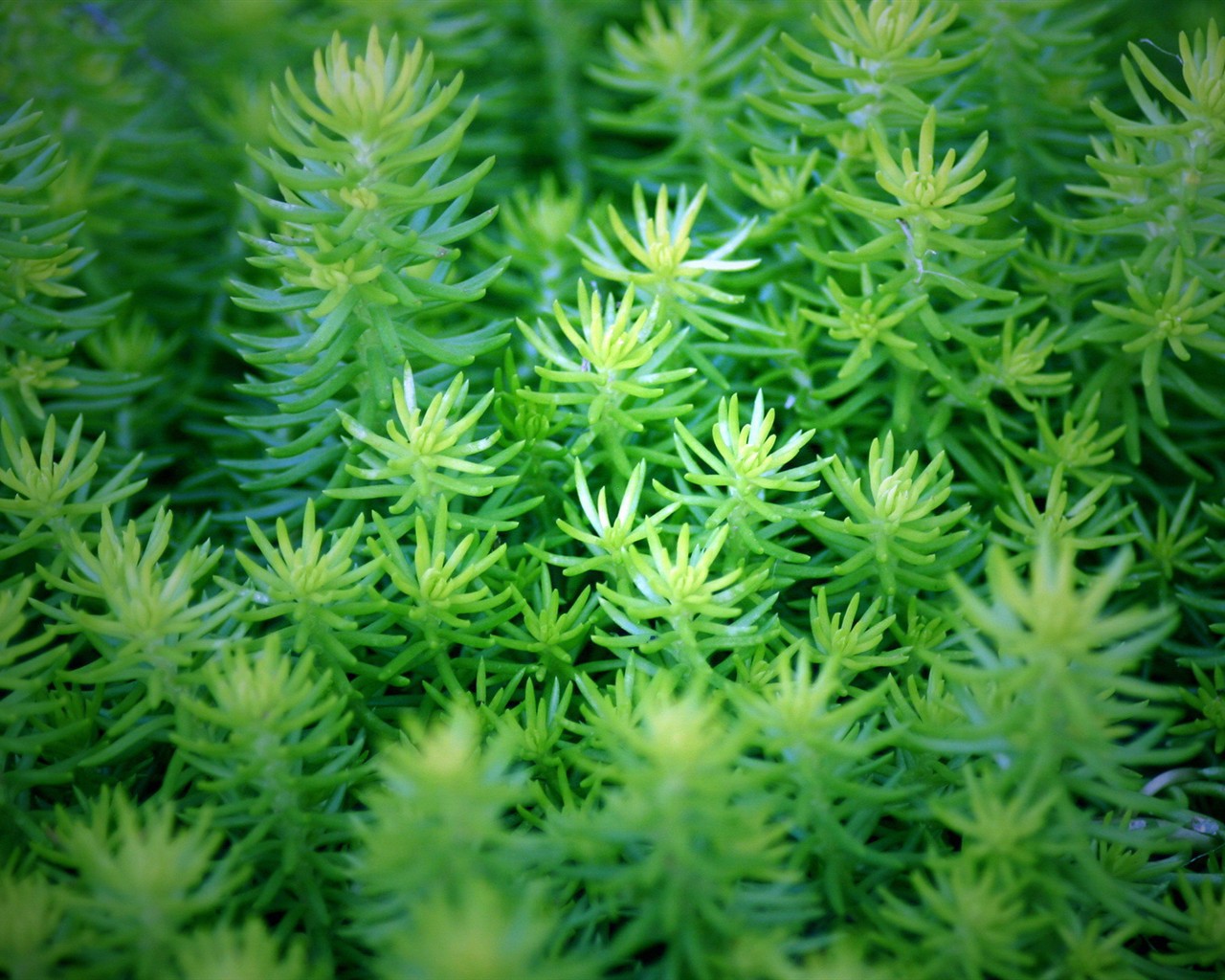 清新綠色植物壁紙 #8 - 1280x1024