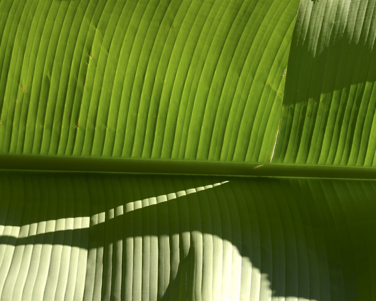 HD wallpaper flowers large vein #3 - 1280x1024