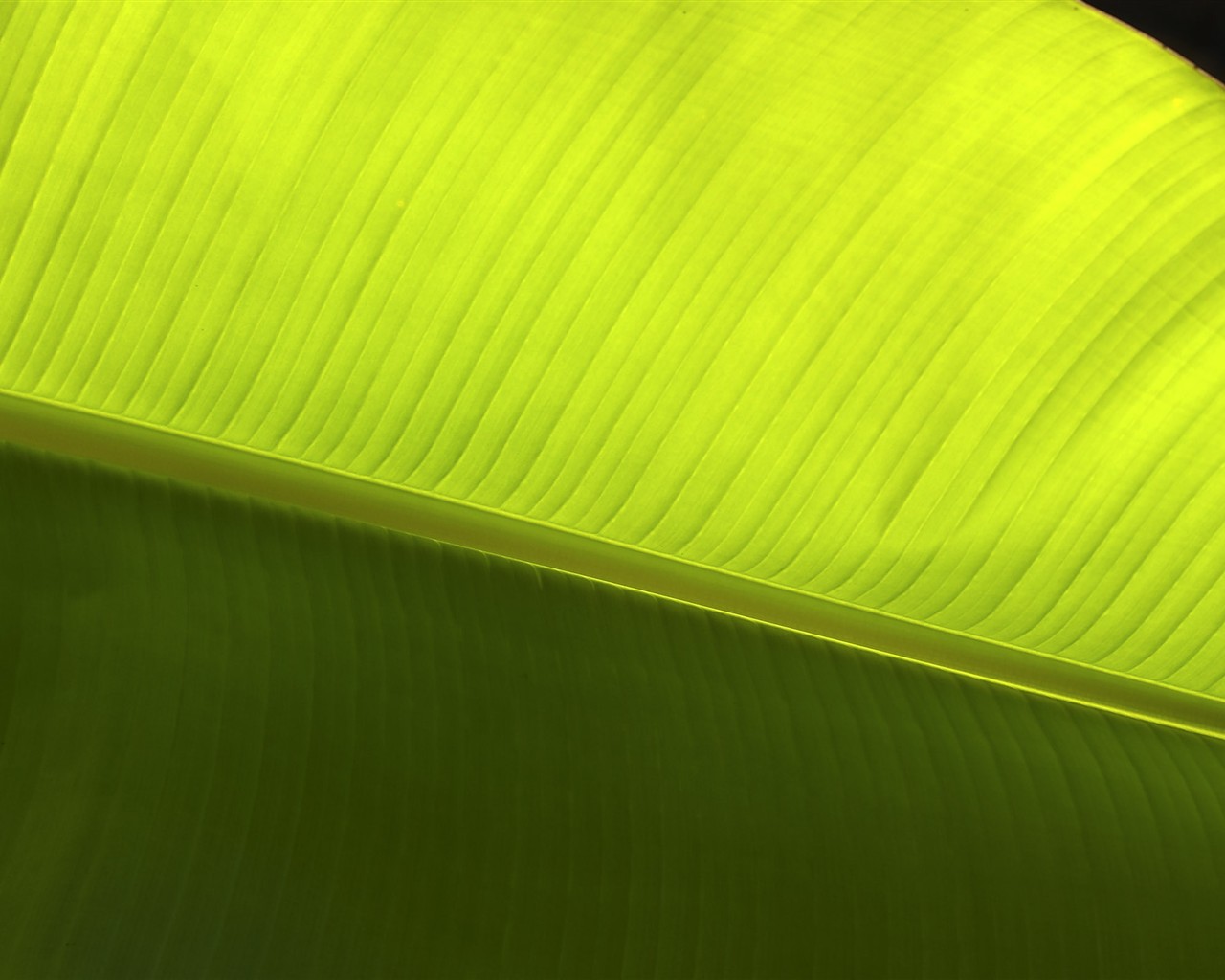 HD wallpaper květy velké žíly #4 - 1280x1024