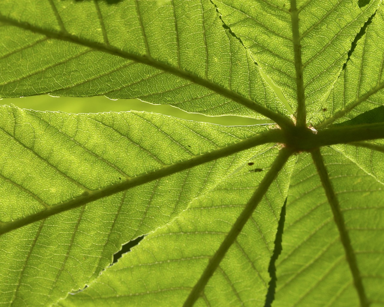 HD wallpaper květy velké žíly #17 - 1280x1024