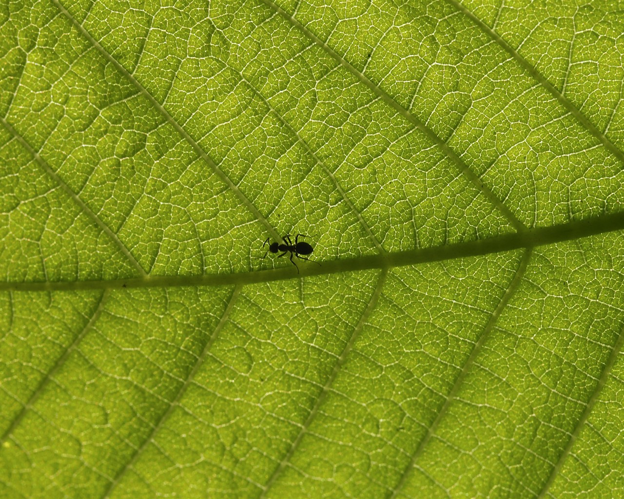 HD wallpaper květy velké žíly #18 - 1280x1024