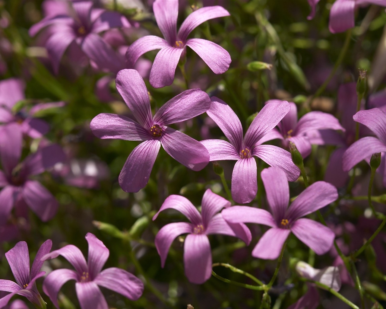 HD wallpaper flowers large vein #23 - 1280x1024