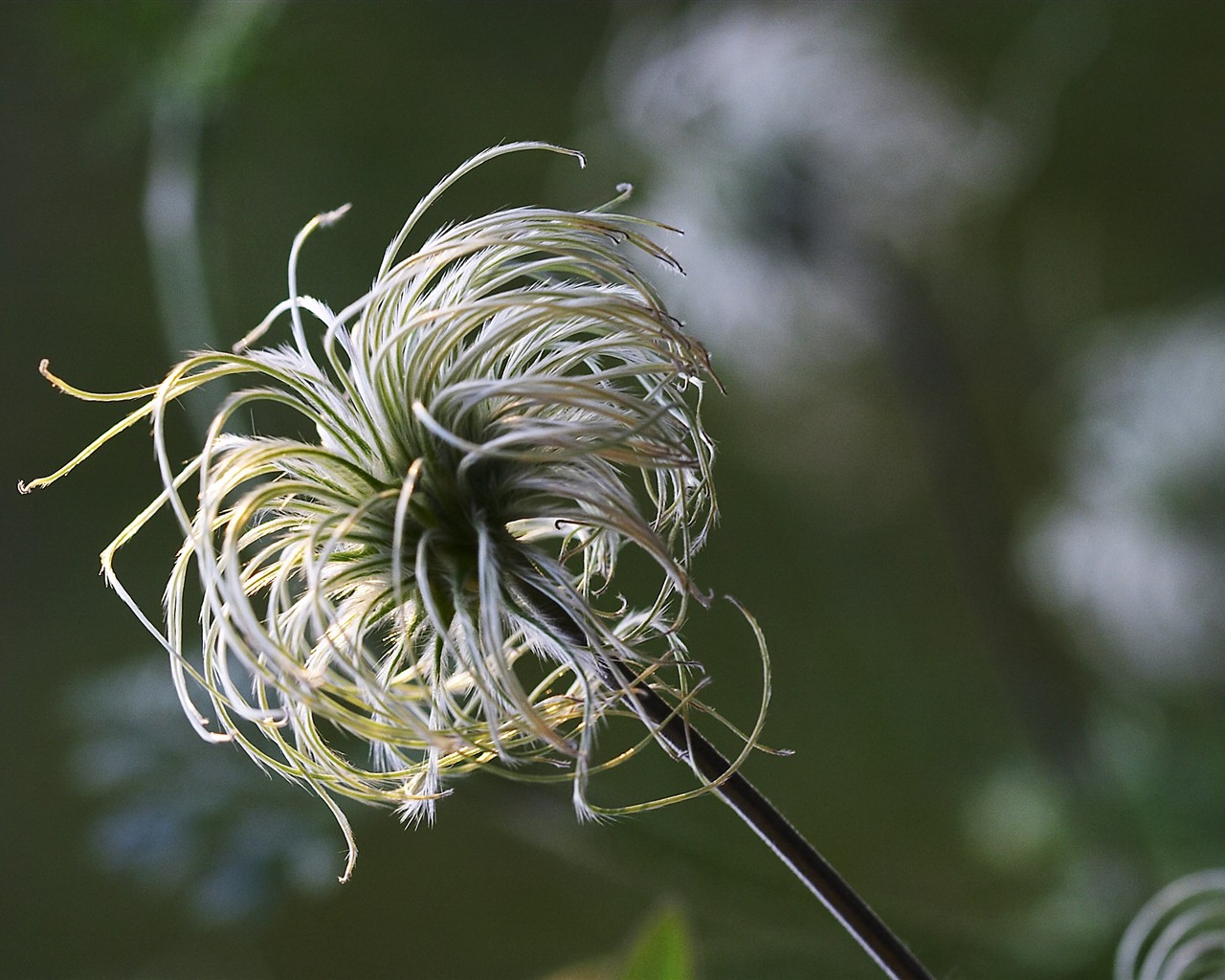 HD wallpaper flowers large vein #28 - 1280x1024