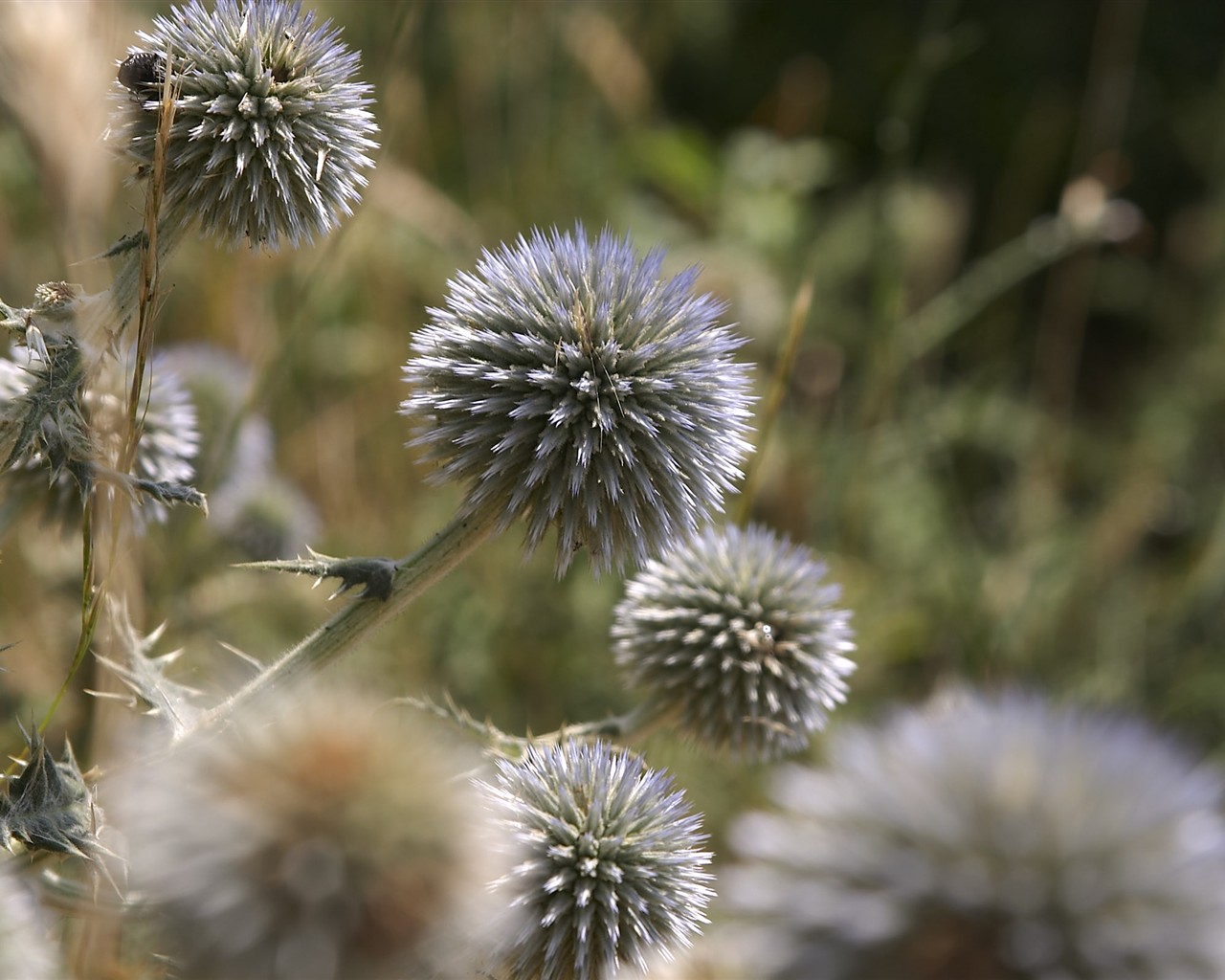 HD wallpaper květy velké žíly #33 - 1280x1024