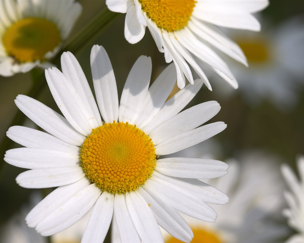 HD wallpaper květy velké žíly #34 - 1280x1024
