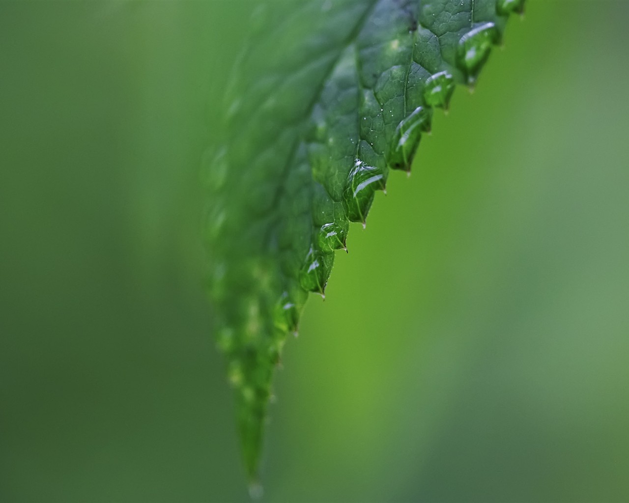 HD wallpaper květy velké žíly #35 - 1280x1024