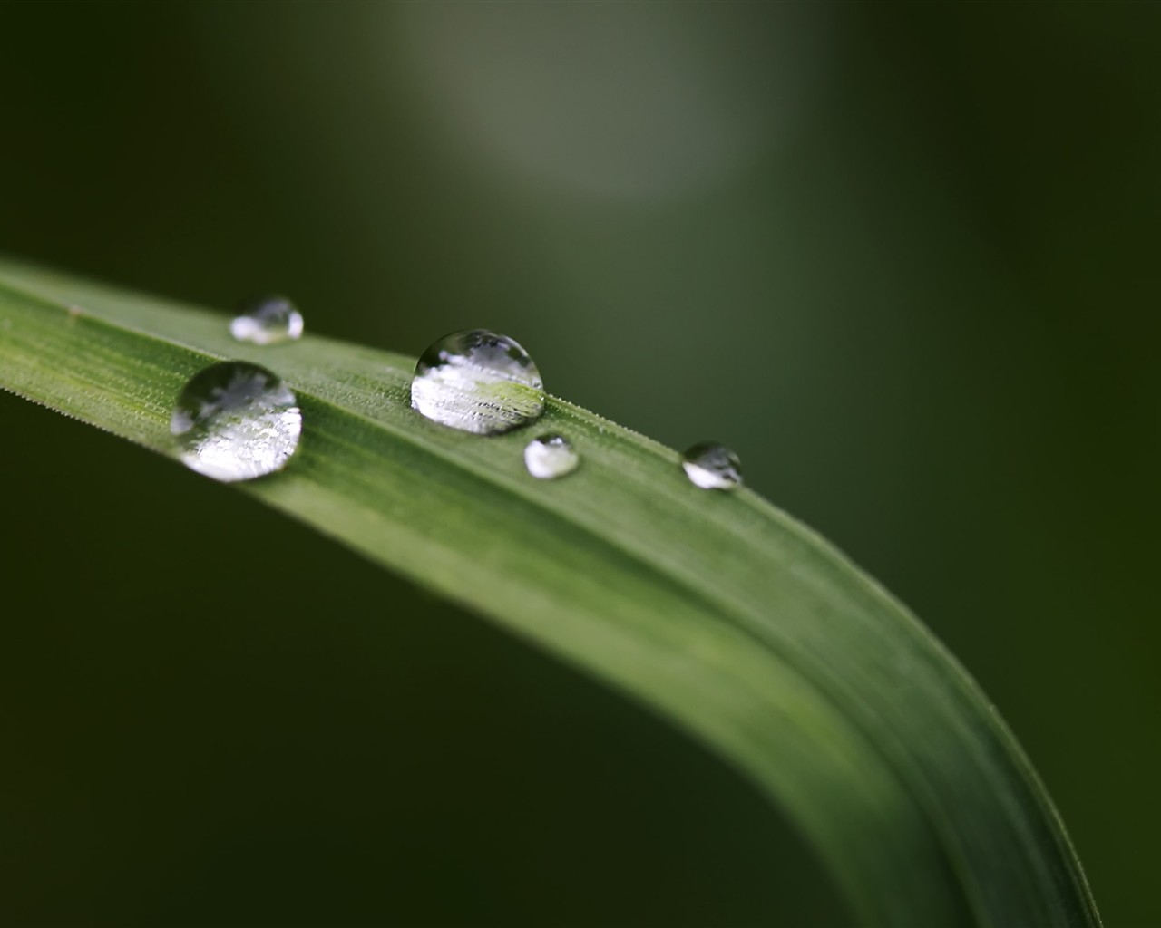 HD wallpaper květy velké žíly #36 - 1280x1024