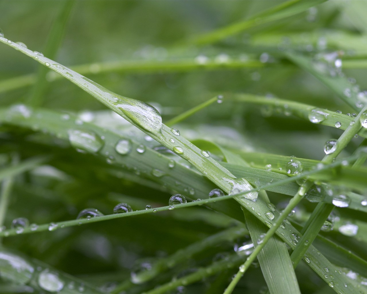 HD wallpaper květy velké žíly #38 - 1280x1024