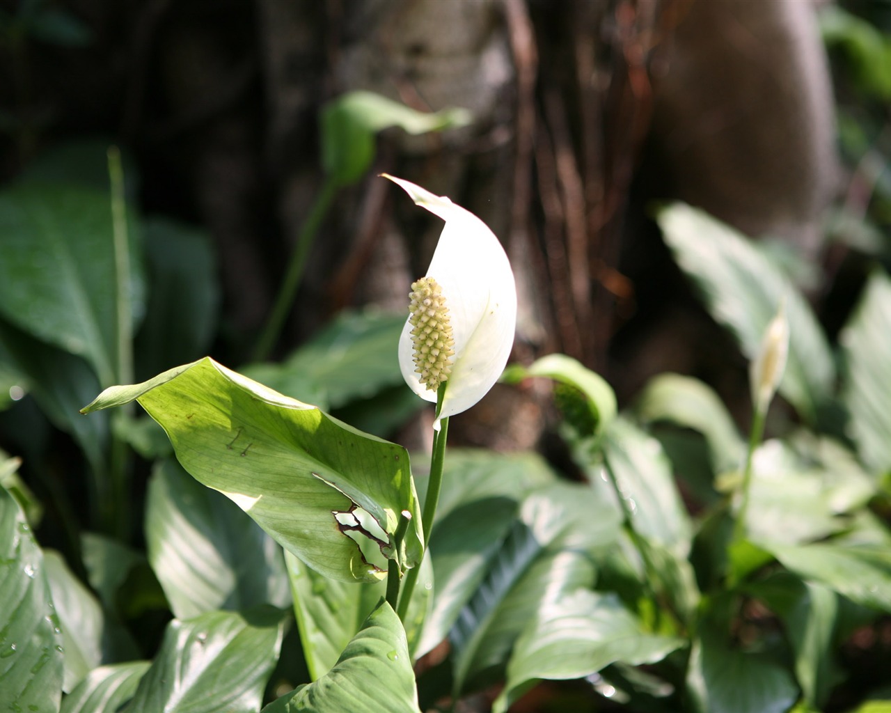 佳能 EOS 5D 样张壁纸 (评测样张)8 - 1280x1024