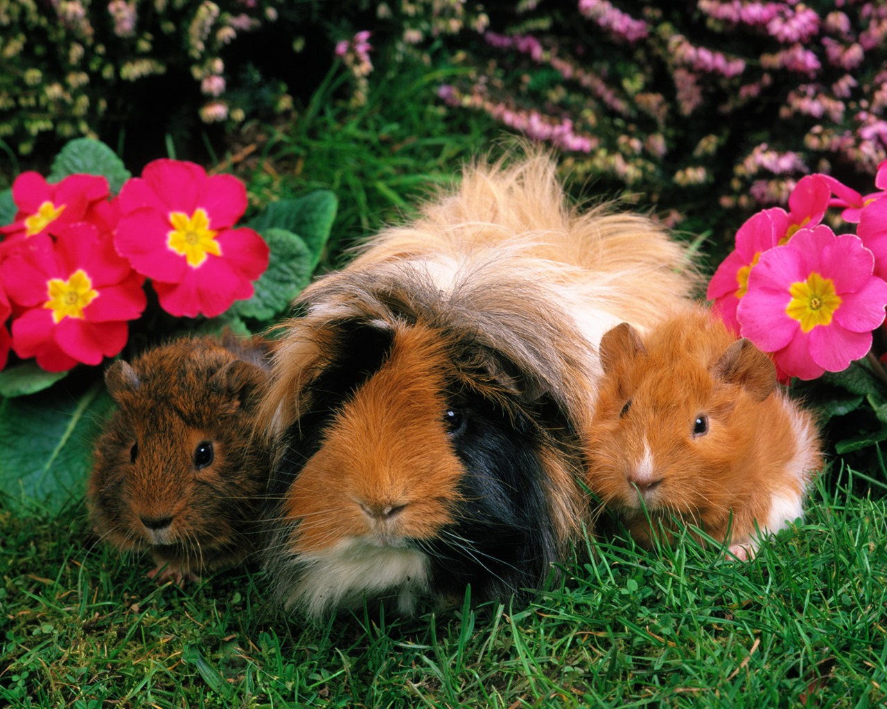 Little Pet Wallpaper Album #1 - 1280x1024