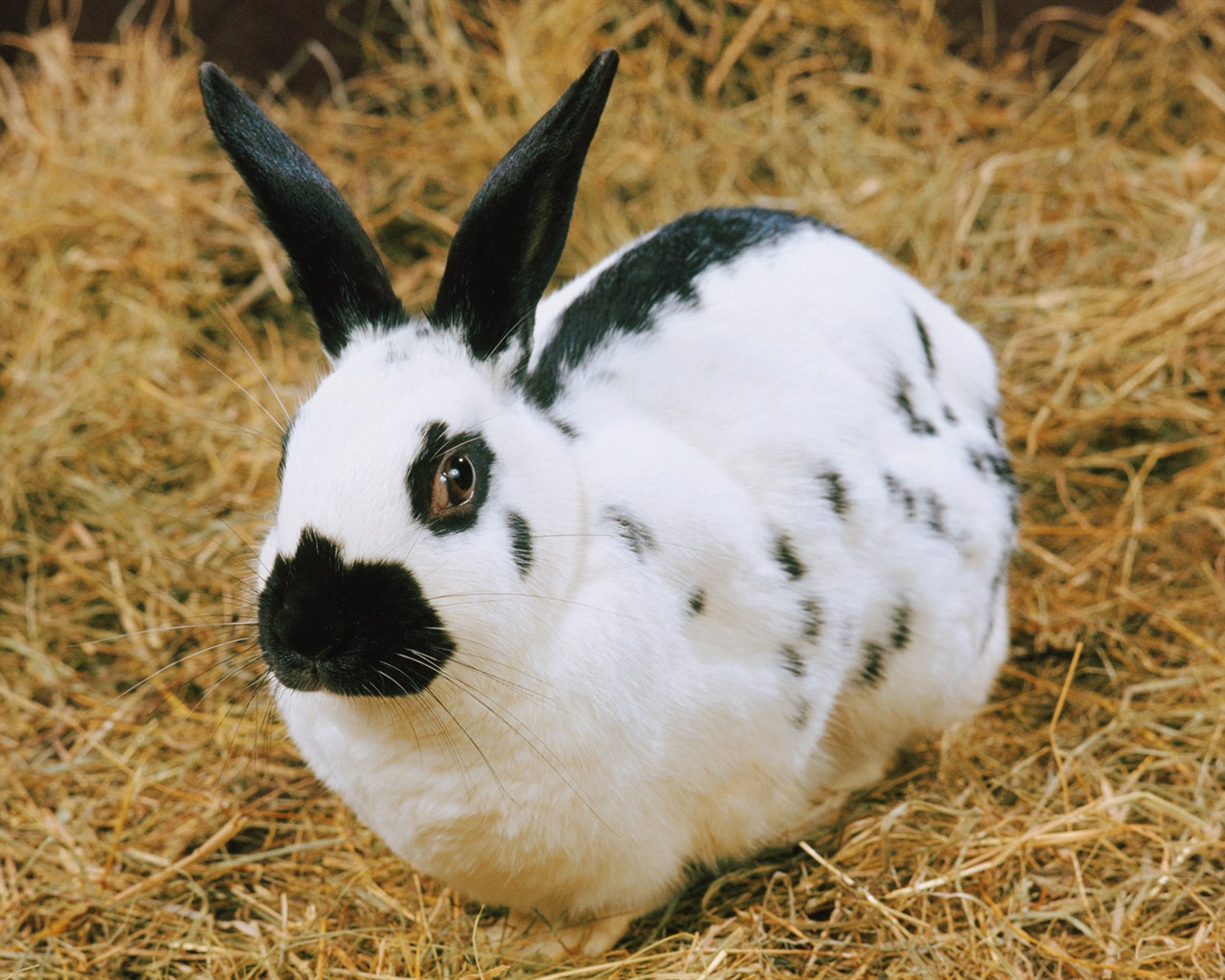 Little Pet Wallpaper Album #17 - 1280x1024