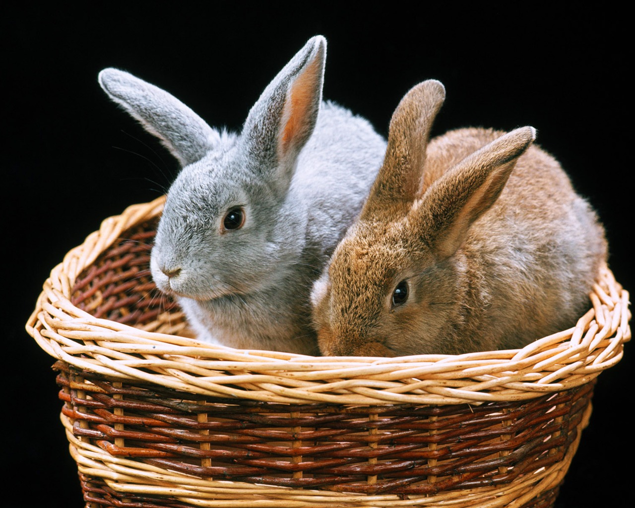 Little Pet Wallpaper Album #18 - 1280x1024