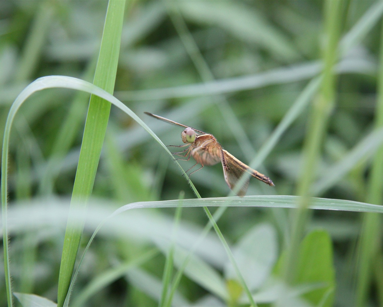 佳能 EOS 450D 样张壁纸 (评测样张)8 - 1280x1024