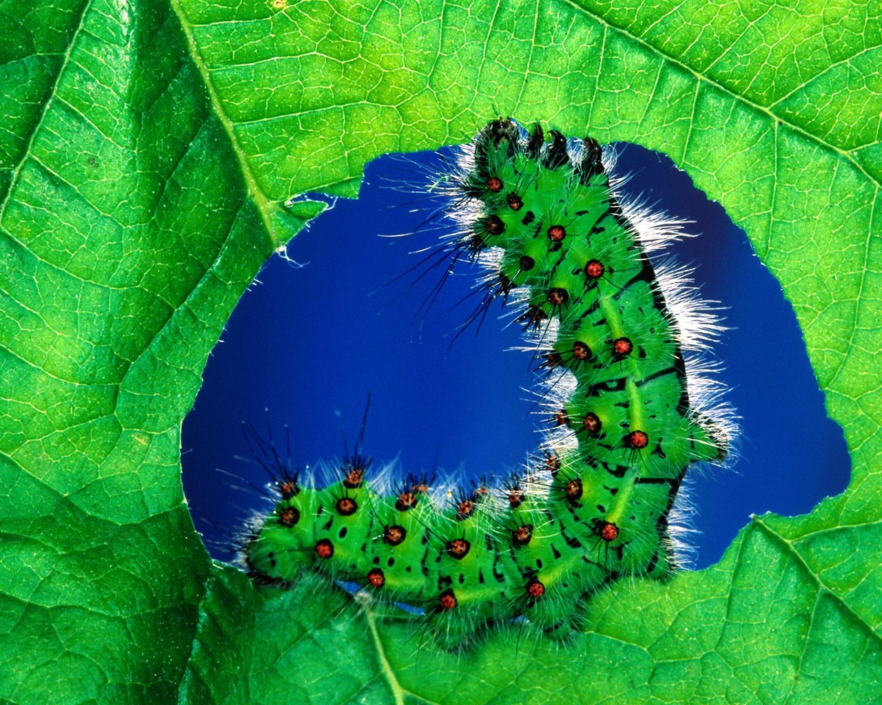 Insect Photo Wallpaper #5 - 1280x1024