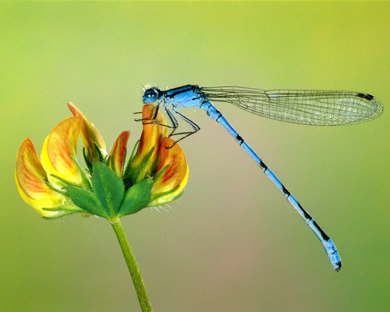 hmyzu Foto Wallpaper #7 - 1280x1024