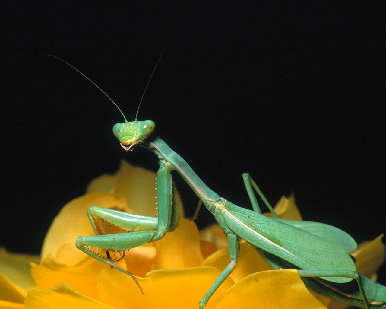 Insect Photo Wallpaper #8 - 1280x1024