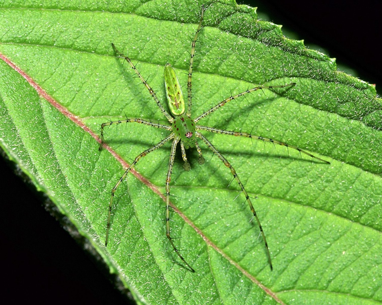 Fondo de pantalla de fotos de insectos #14 - 1280x1024