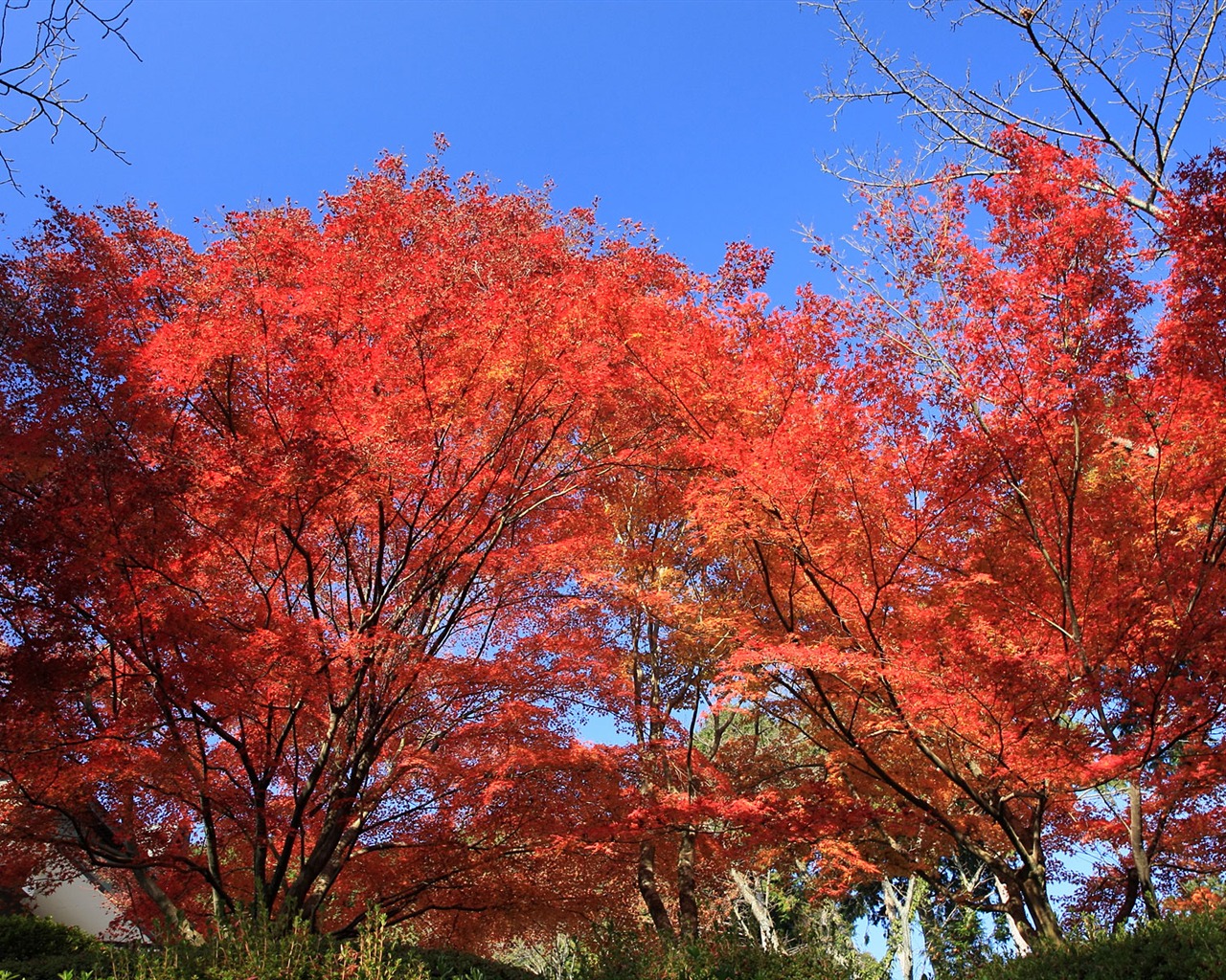 Beautiful Maple Leaf Wallpaper #1 - 1280x1024