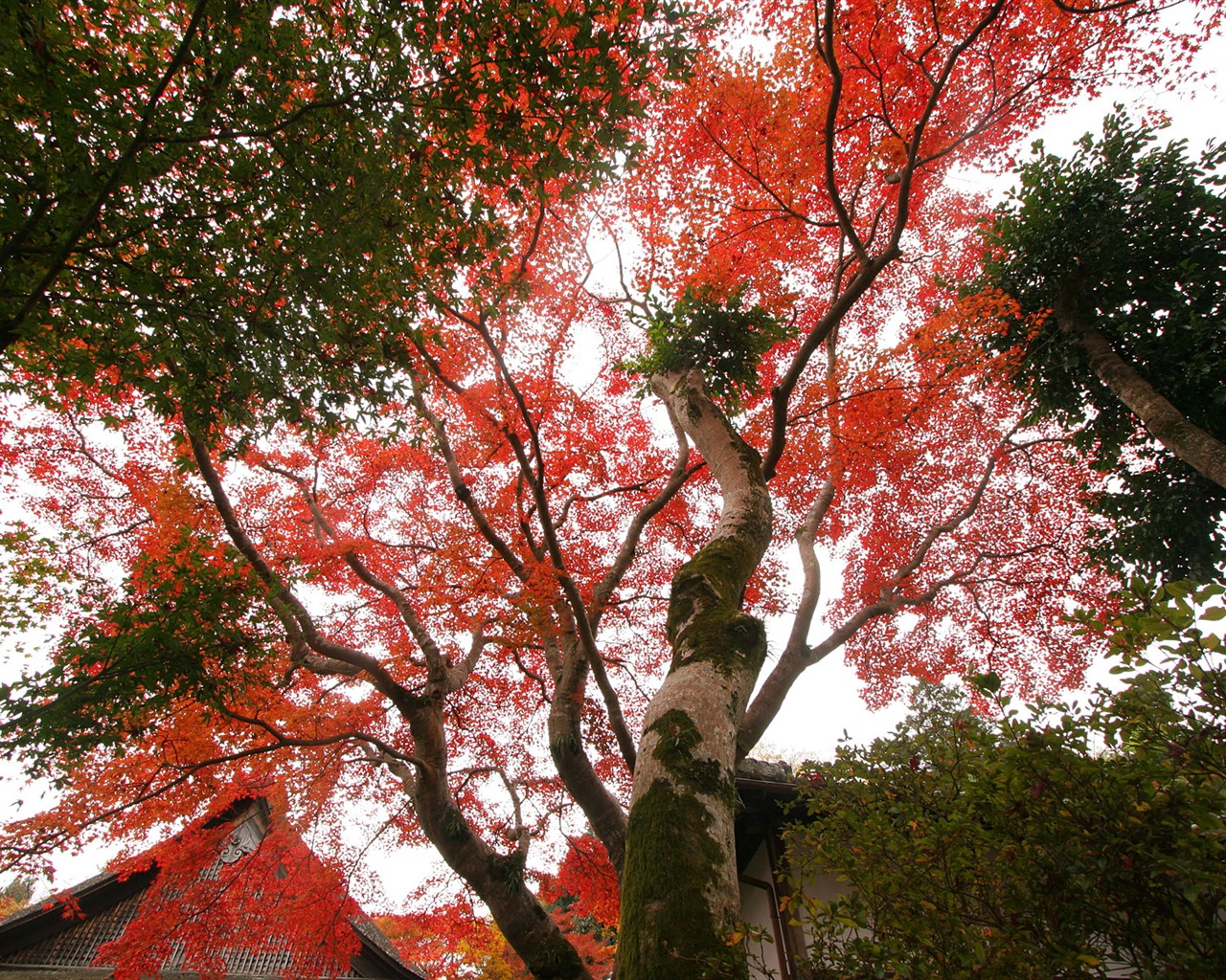 Krásné Maple Leaf Wallpaper #4 - 1280x1024