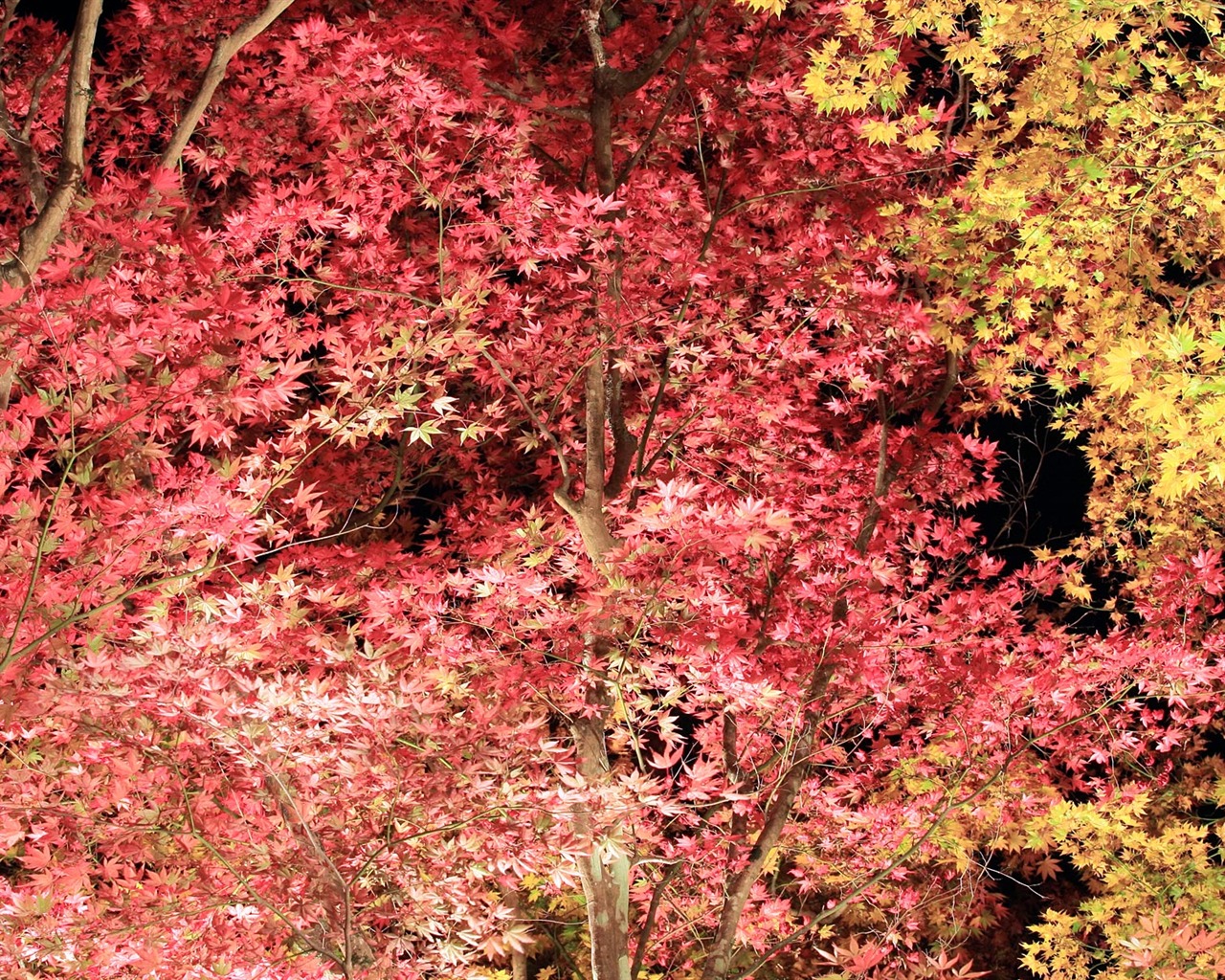 Krásné Maple Leaf Wallpaper #5 - 1280x1024