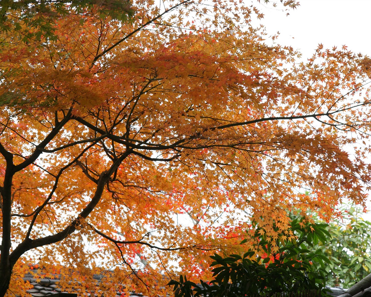 Beautiful Maple Leaf Wallpaper #7 - 1280x1024