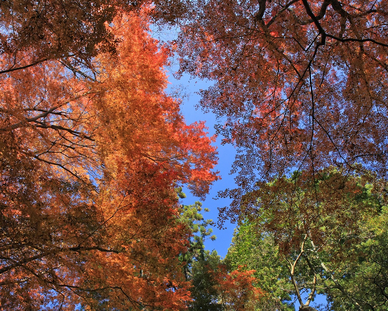 Beautiful Maple Leaf Wallpaper #8 - 1280x1024