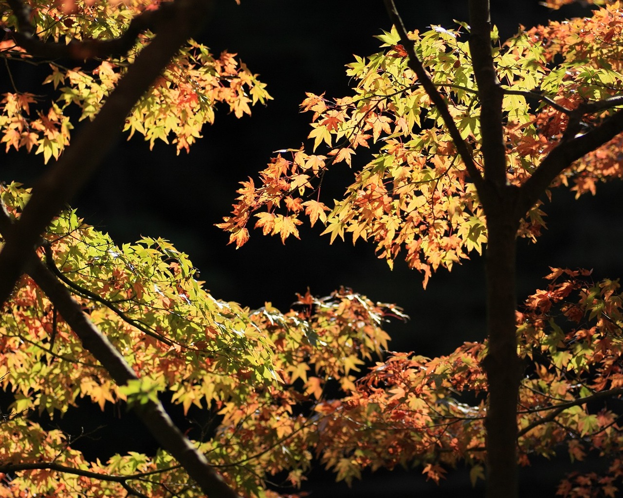 아름다운 단풍잎 바탕 화면 #11 - 1280x1024