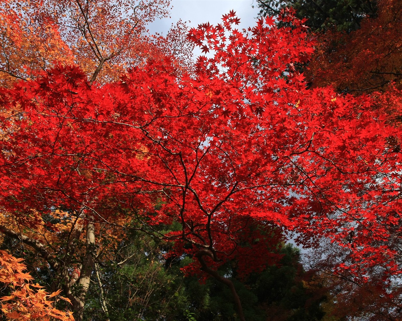 Beautiful Maple Leaf Wallpaper #12 - 1280x1024