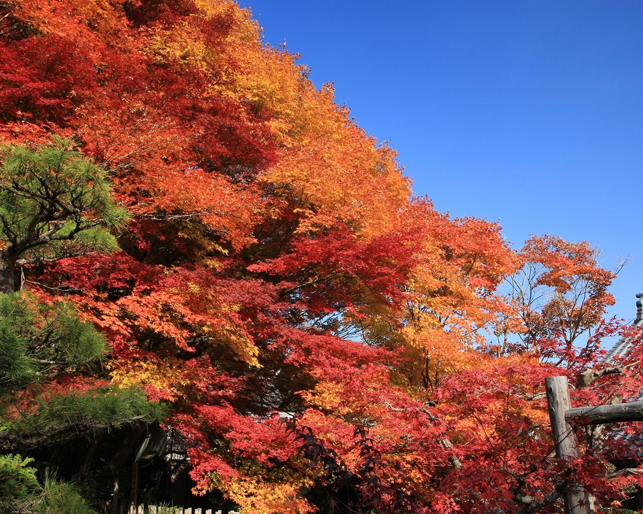 Beautiful Maple Leaf Wallpaper #15 - 1280x1024