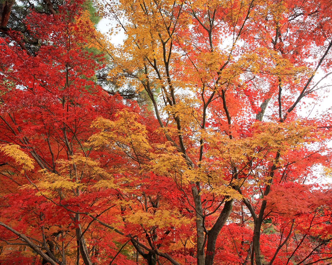 Beautiful Maple Leaf Wallpaper #17 - 1280x1024