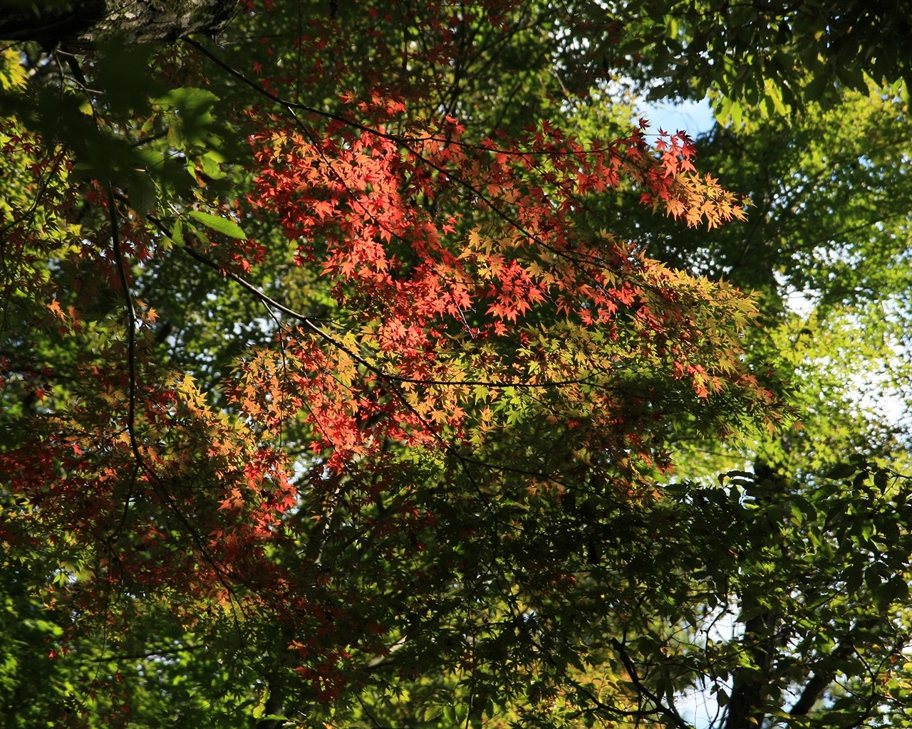 Krásné Maple Leaf Wallpaper #18 - 1280x1024