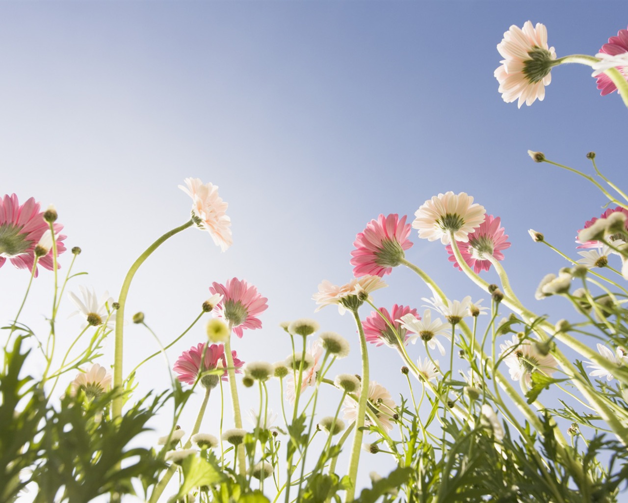 Under clear sky flowers #23 - 1280x1024