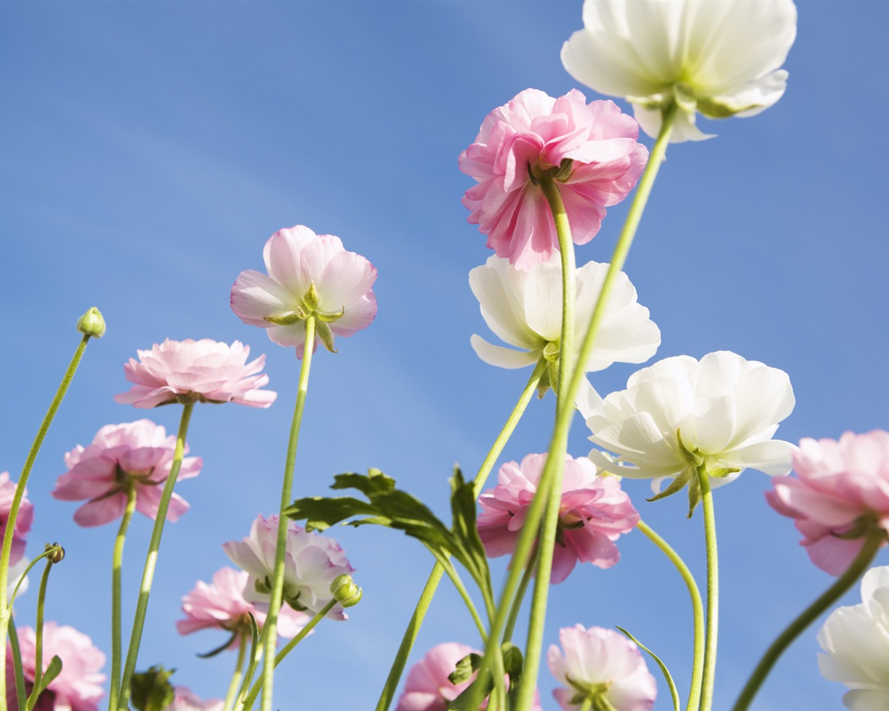 Under clear sky flowers #26 - 1280x1024