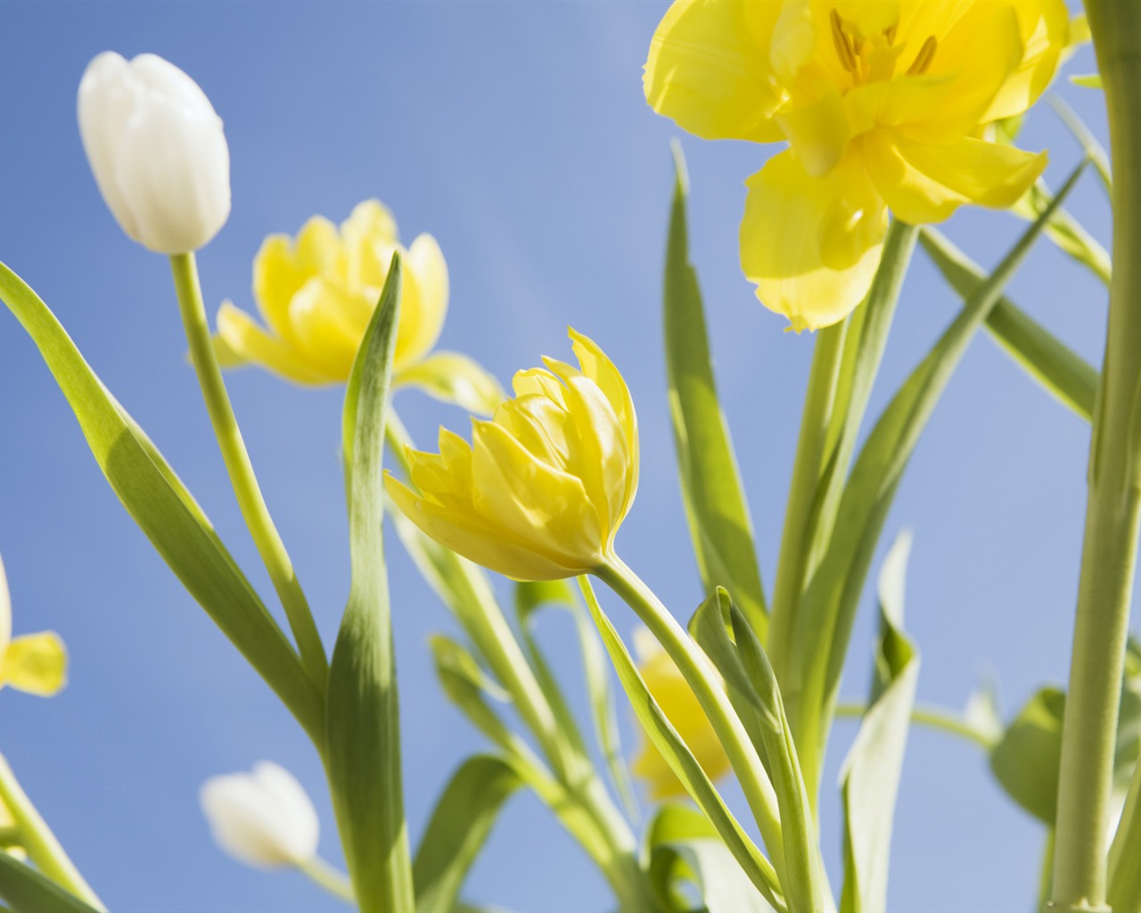 Under clear sky flowers #28 - 1280x1024