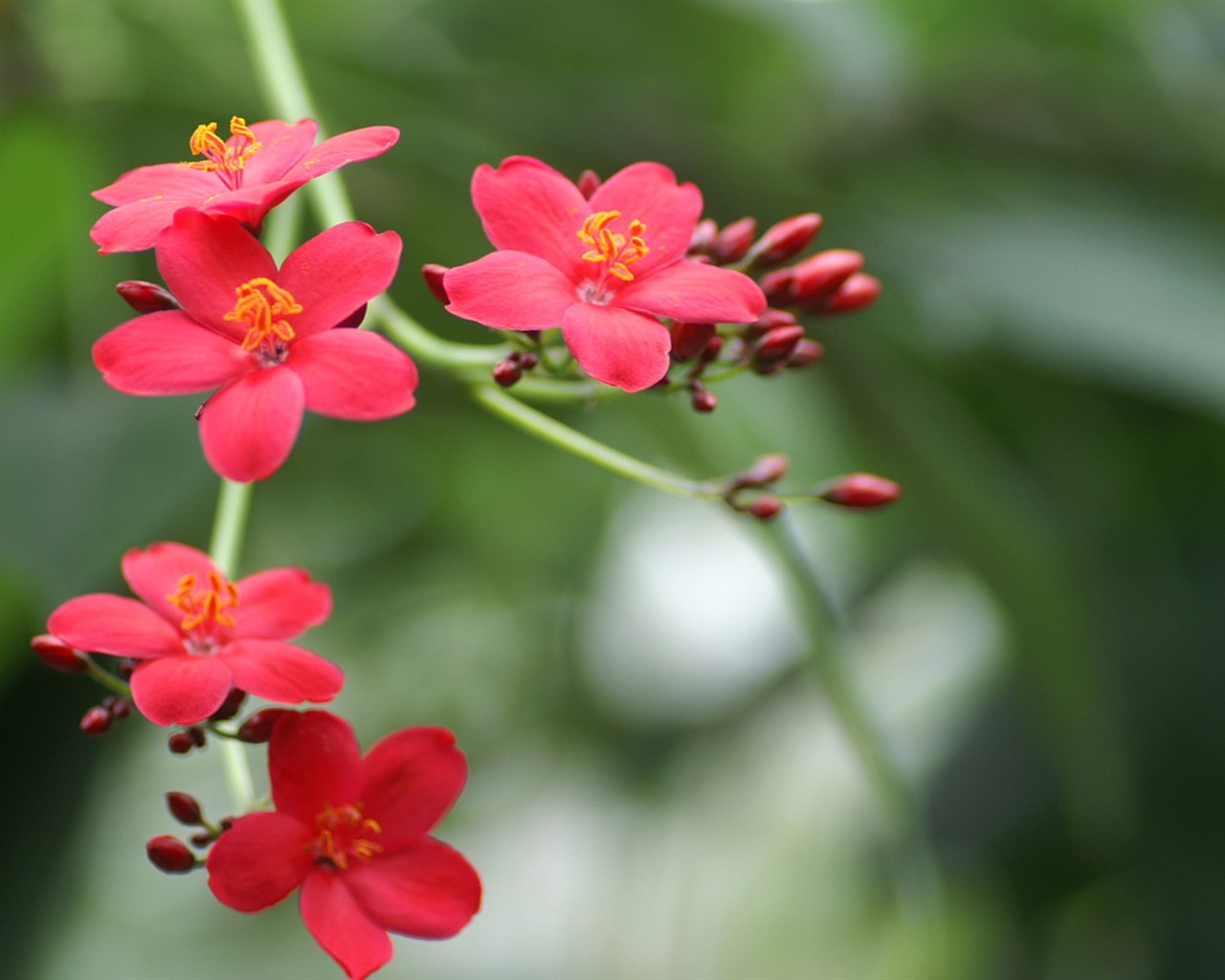 Osobní Květiny Tapeta #15 - 1280x1024