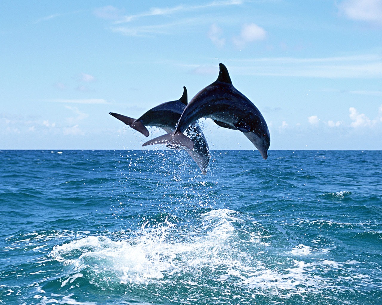 Dolphin Photo Wallpaper #7 - 1280x1024