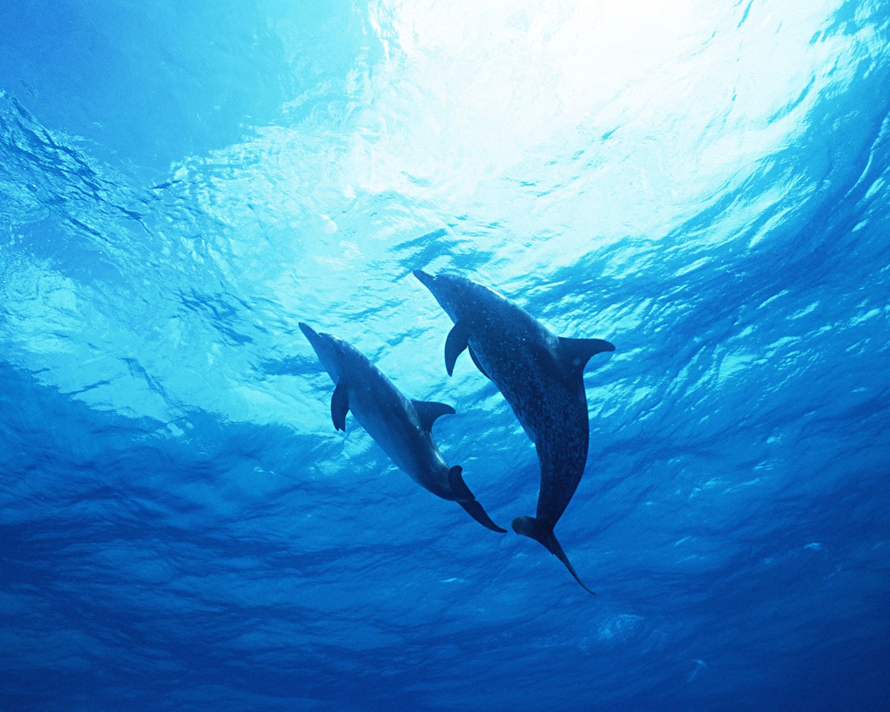 Dolphin Photo Wallpaper #22 - 1280x1024