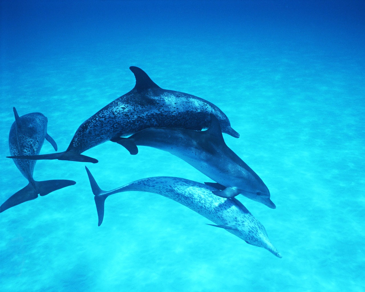 Dolphin Photo Wallpaper #28 - 1280x1024