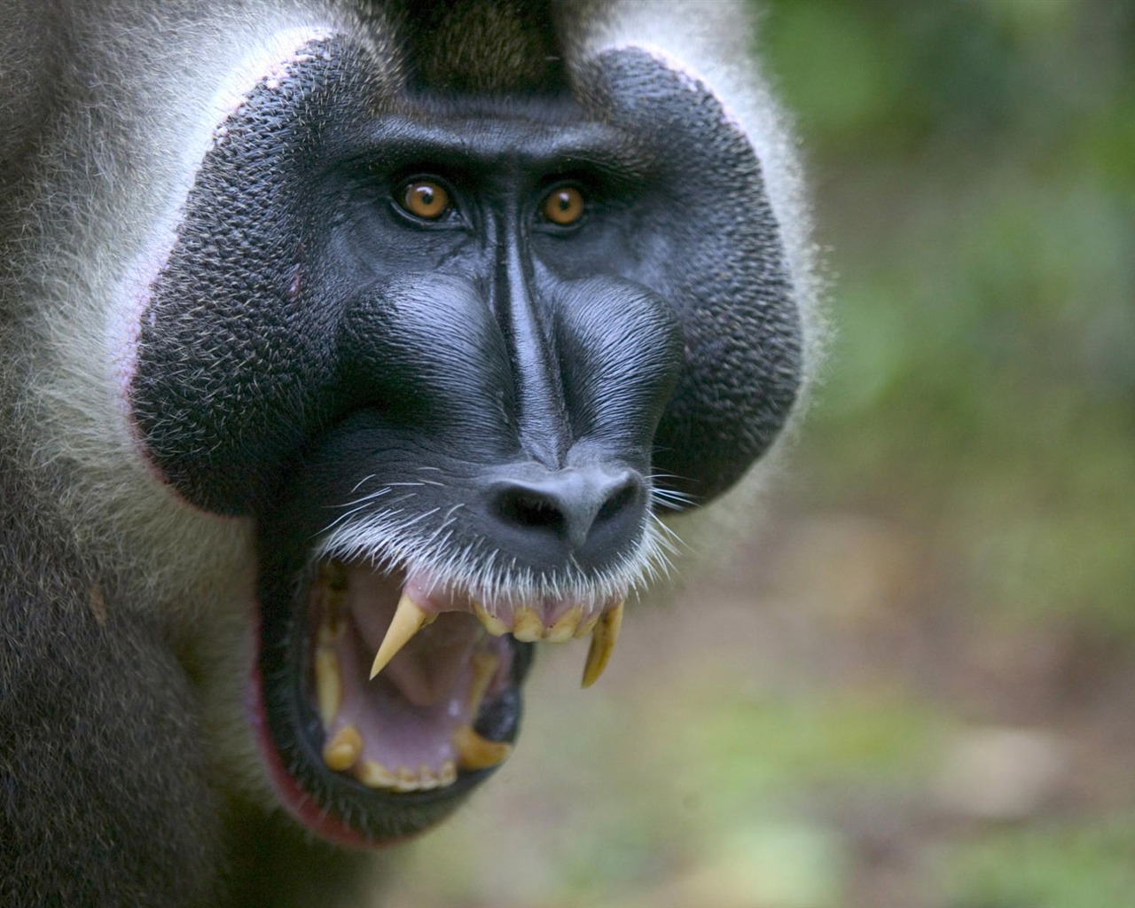Fun Animal World #1 - 1280x1024