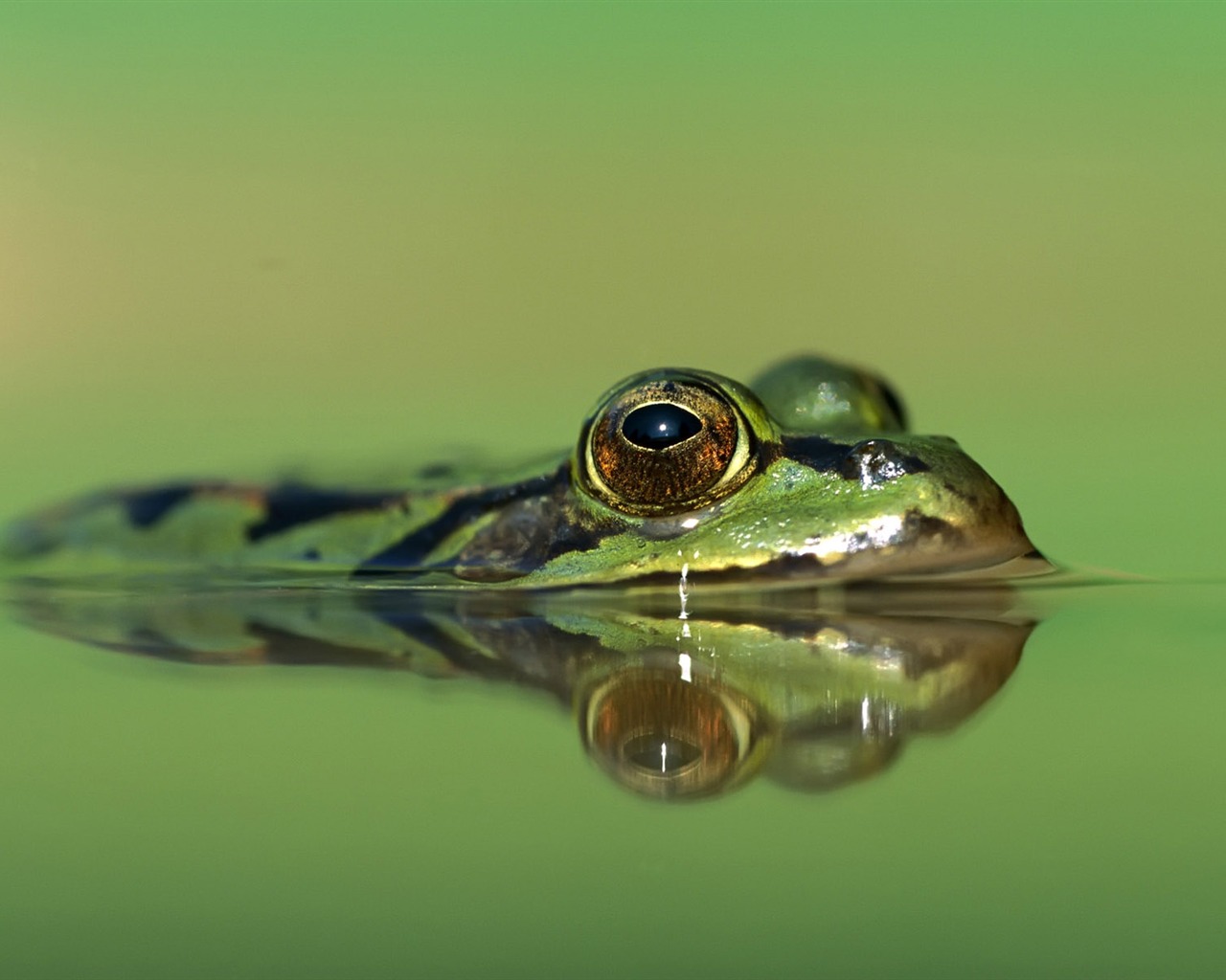 Zábava Svět zvířat #4 - 1280x1024